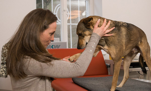 Systemisches Coaching und Tier-Mensch-Beziehung in der Tierarztpraxis vet4balance in Arnsberg